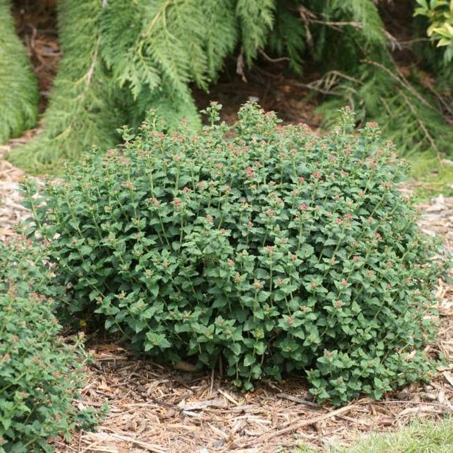 Spiraea japonica 'Odessa' ® PBR