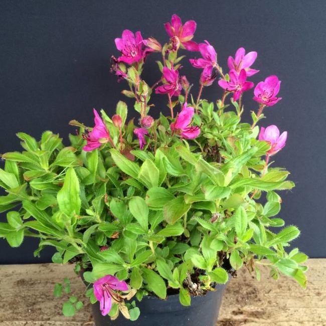 Rhododendron camtschaticum