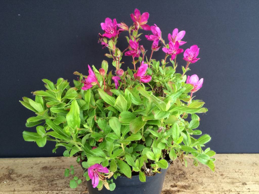 Rhododendron camtschaticum - Herman Geers