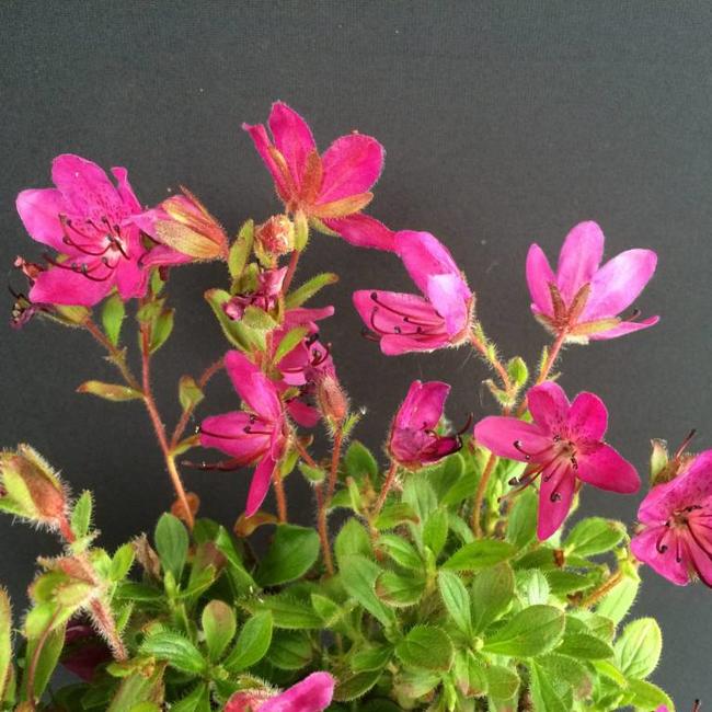 Rhododendron camtschaticum