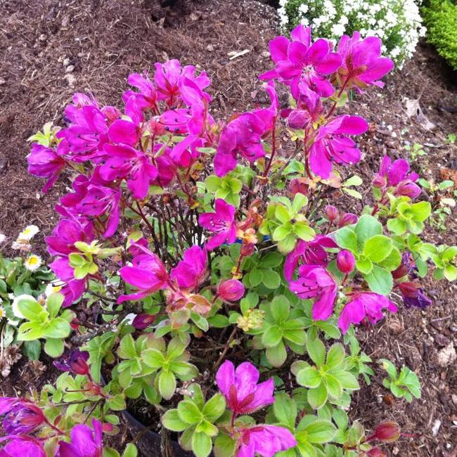 Rhododendron camtschaticum