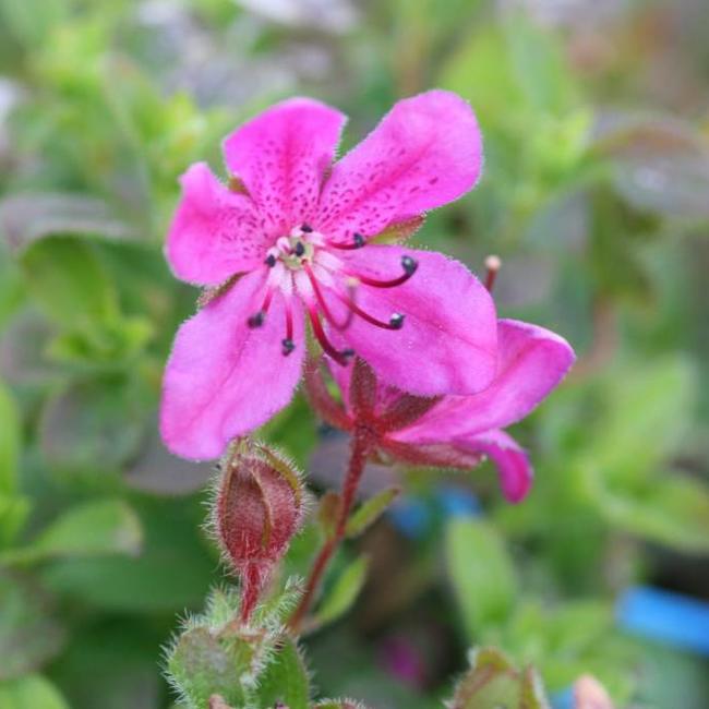Rhododendron camtschaticum