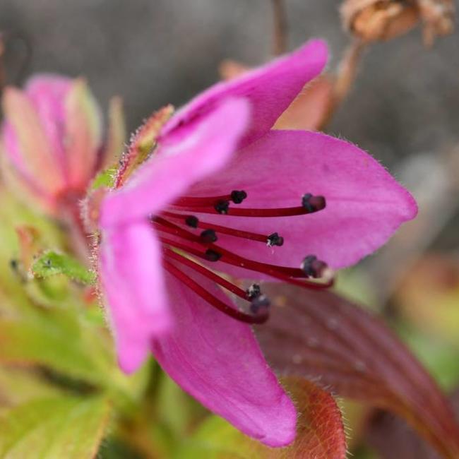 Rhododendron camtschaticum