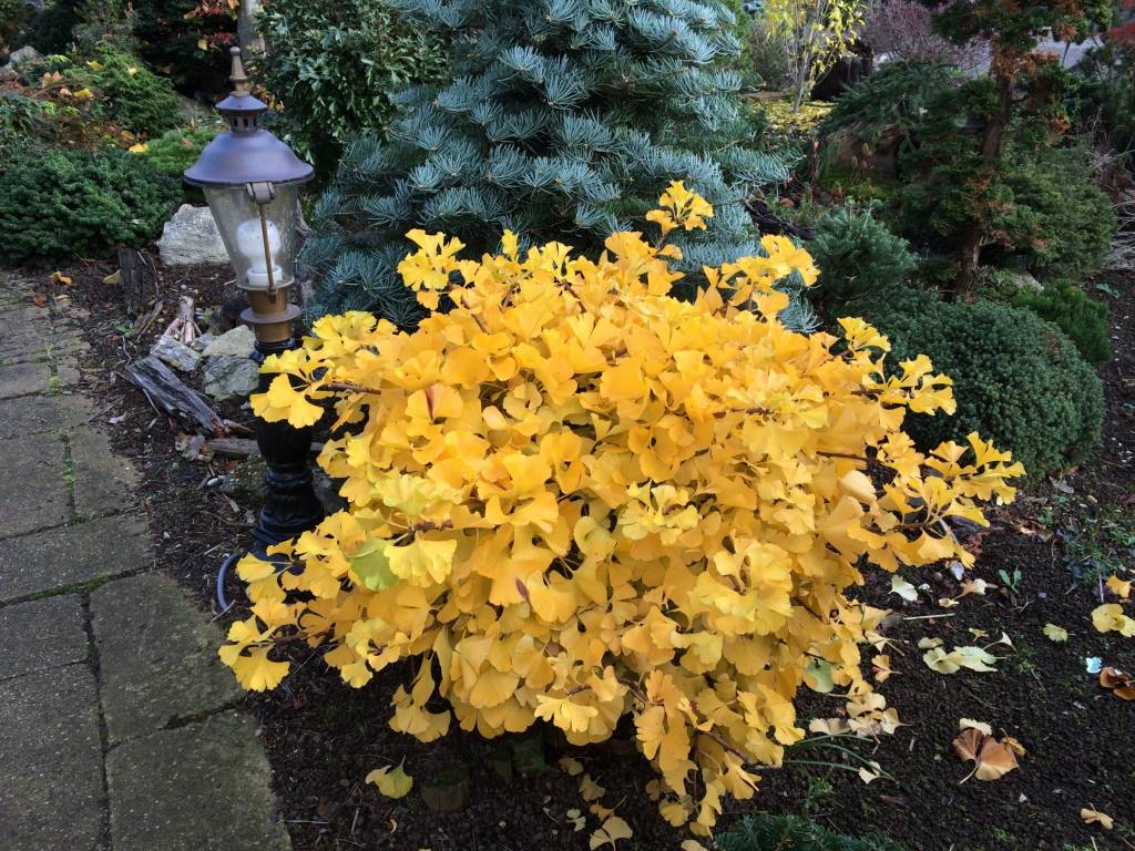 Sentir con Flores de Bach - Pilar Vidal Clavería: Ginkgo biloba