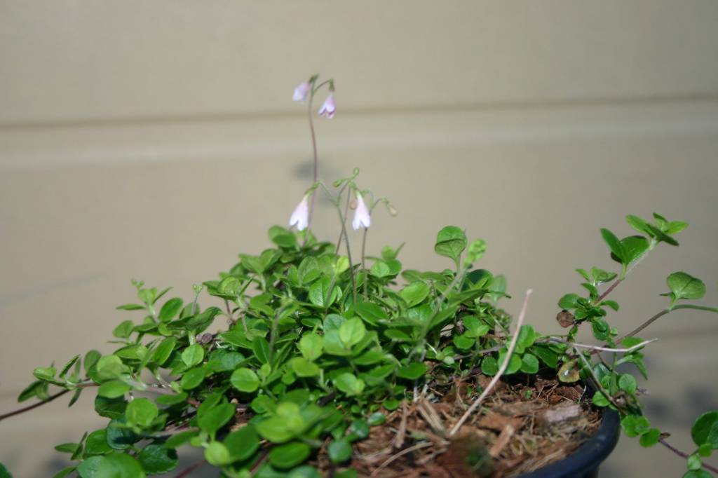 Linnaea borealis Herman Geers