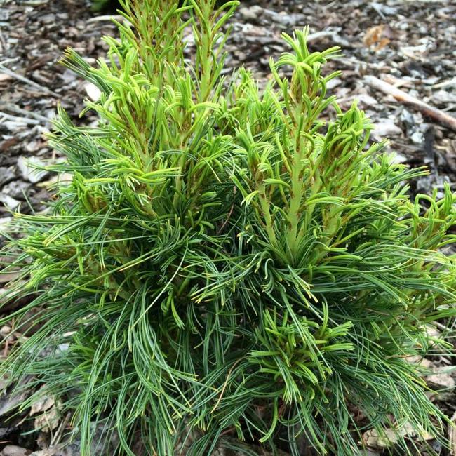 Pinus strobus 'Green Twist'