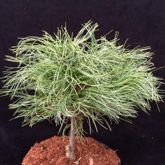Pinus strobus 'Green Twist'