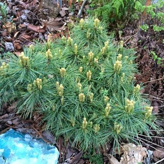 Pinus strobus 'Ontario'