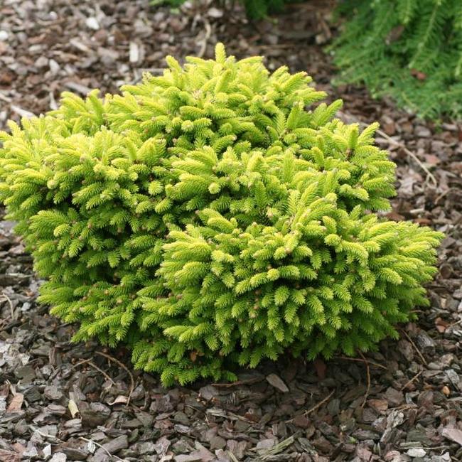 Picea orientalis 'Tom Thumb Gold'