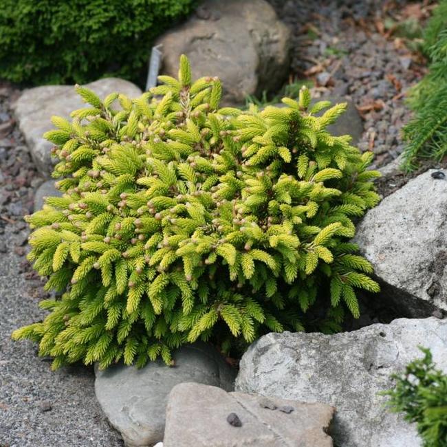 Picea orientalis 'Tom Thumb Gold'