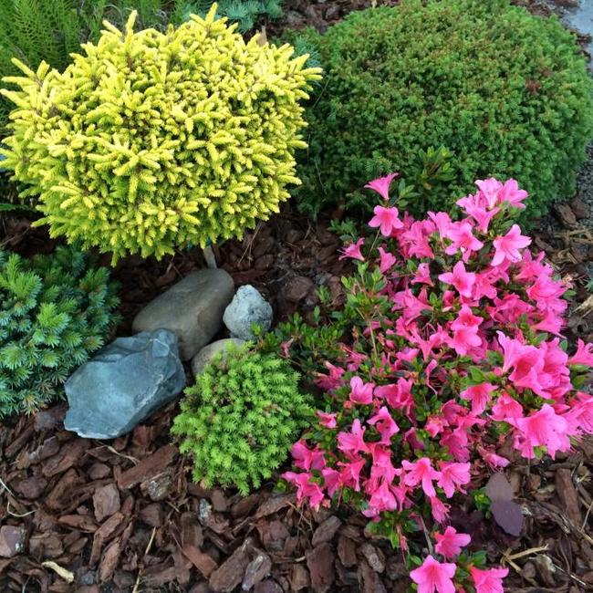 Picea orientalis 'Tom Thumb Gold'