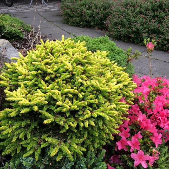 Picea orientalis 'Tom Thumb Gold'