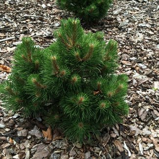 Pinus nigra 'Helga'