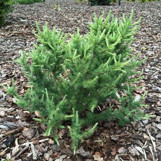 Larix laricina 'Deborah Waxman'