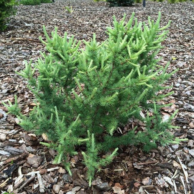 Larix laricina 'Deborah Waxman'