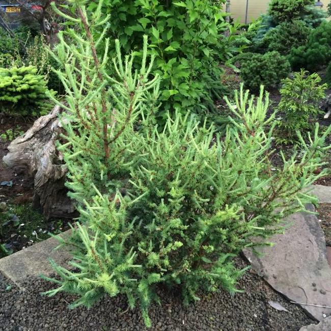 Larix laricina 'Deborah Waxman'