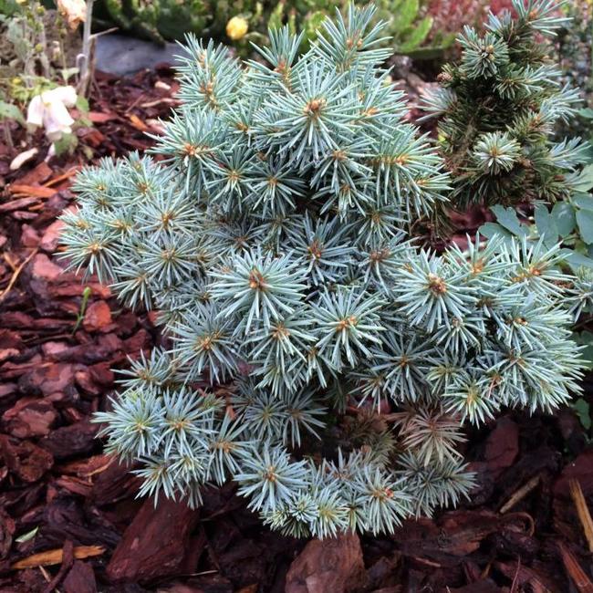Picea pungens 'Brynek'