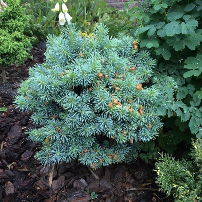 Picea pungens 'Brynek'