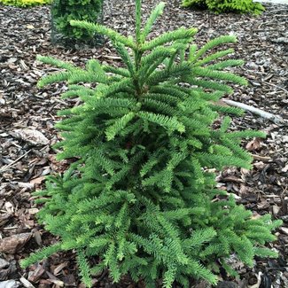 Abies procera 'Rat Tail'