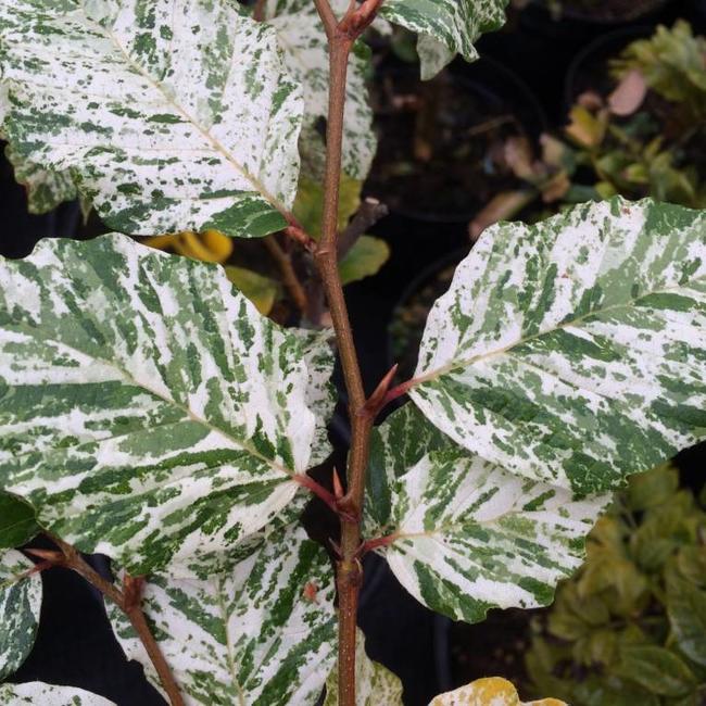 Fagus sylvatica 'Ester'