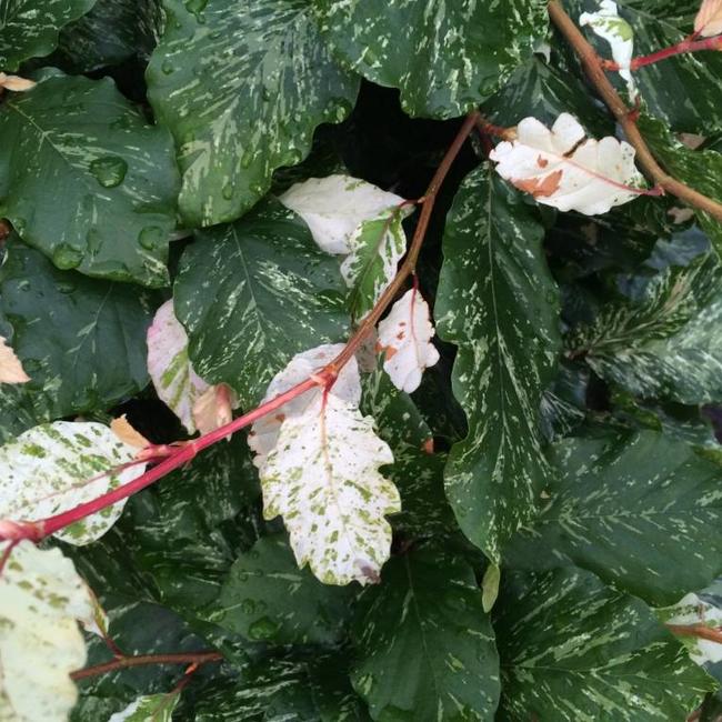 Fagus sylvatica 'Ester'