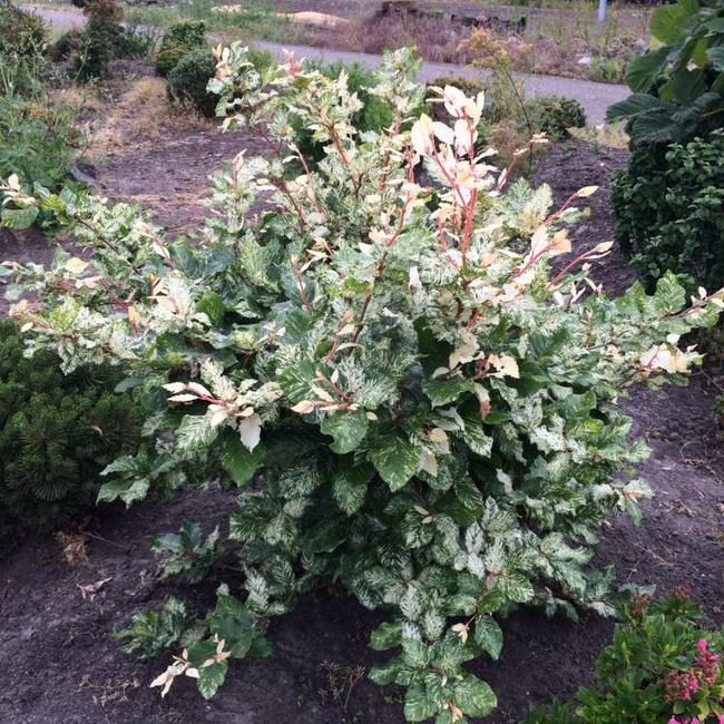 Fagus sylvatica 'Ester'