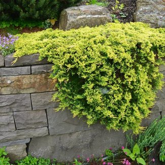 Juniperus horizontalis 'Golden Carpet'