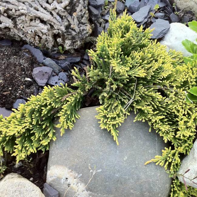 Juniperus horizontalis 'Golden Carpet'