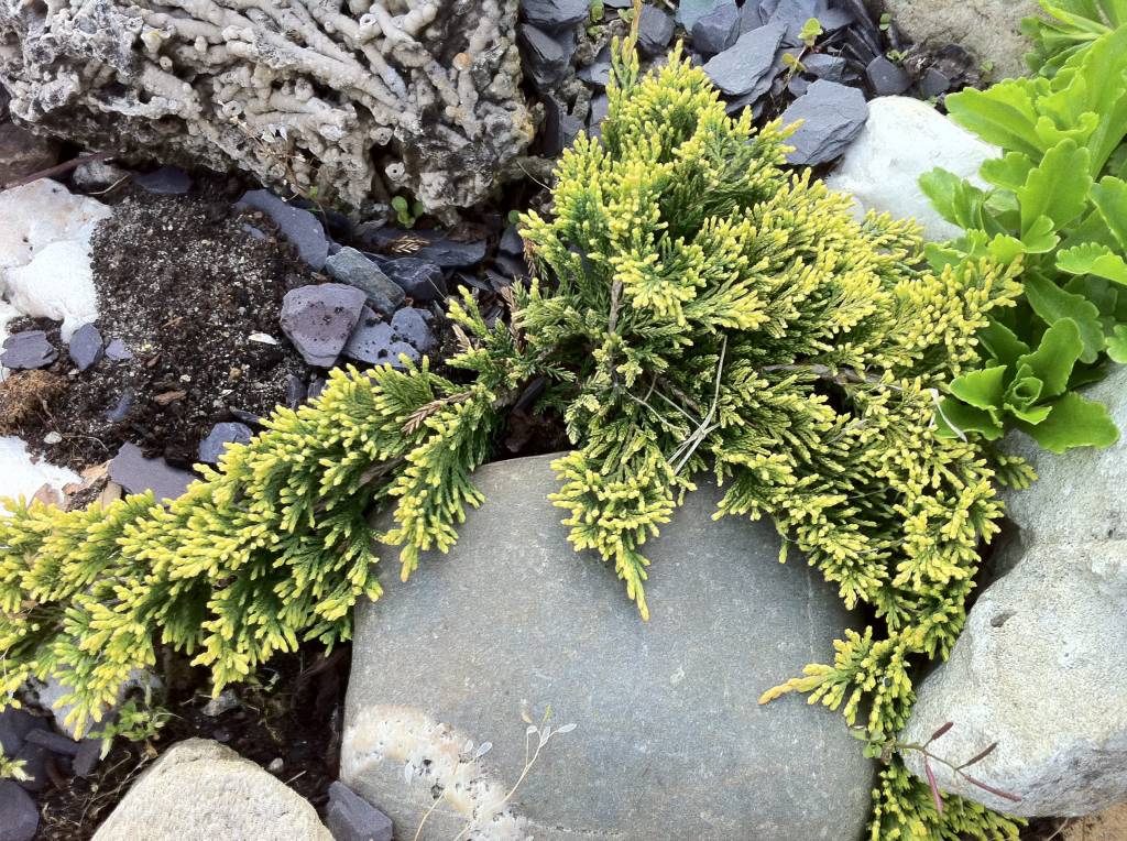 Juniperus horizontalis &lsquo;Golden Carpet&rsquo; - Herman Geers