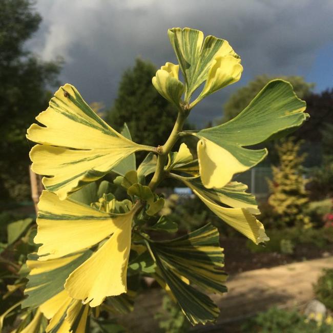 Ginkgo biloba 'Yellow Mellow'