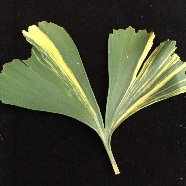 Ginkgo biloba 'Yellow Mellow'