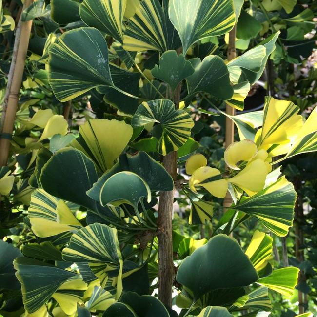 Ginkgo biloba 'Yellow Mellow'