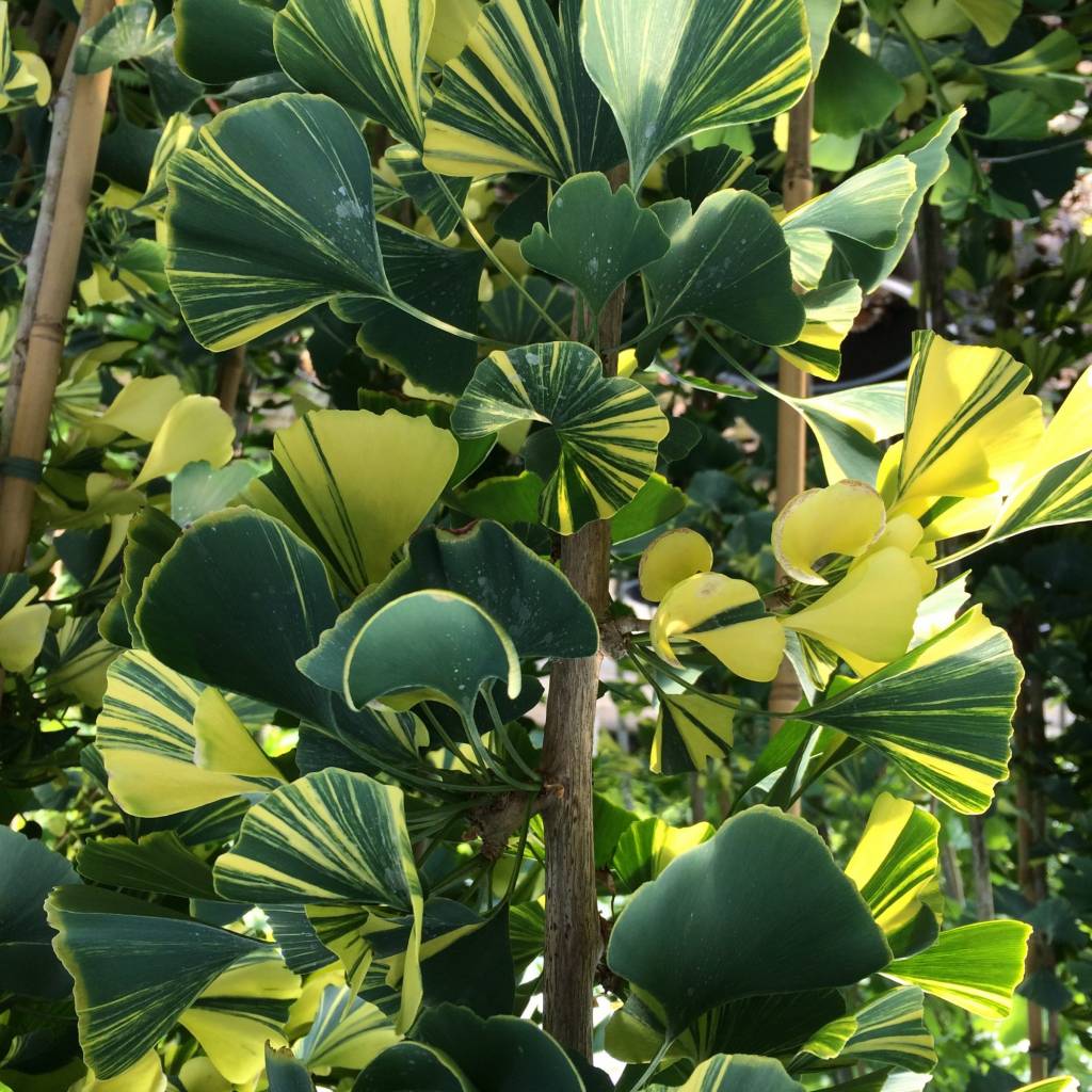 Ginkgo biloba 'Yellow Mellow' Herman Geers