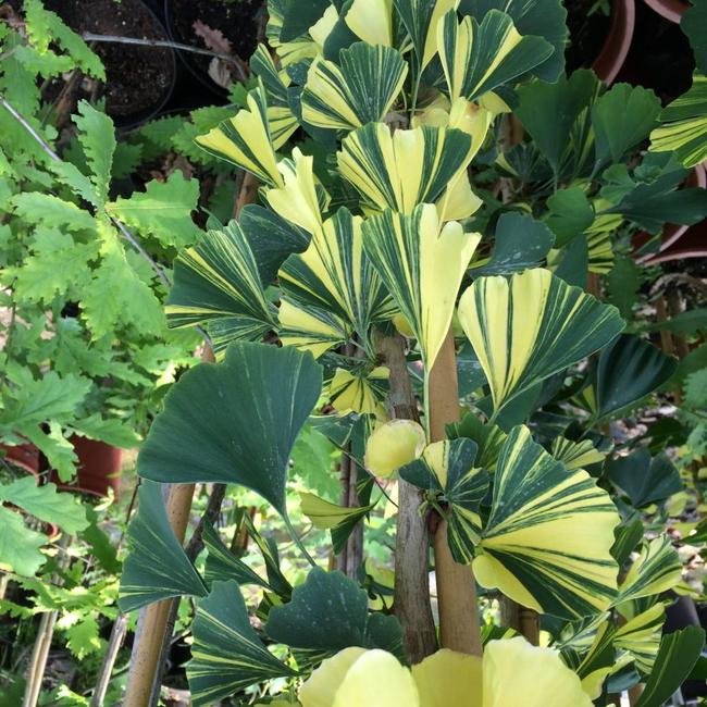 Ginkgo biloba 'Yellow Mellow' - Herman Geers