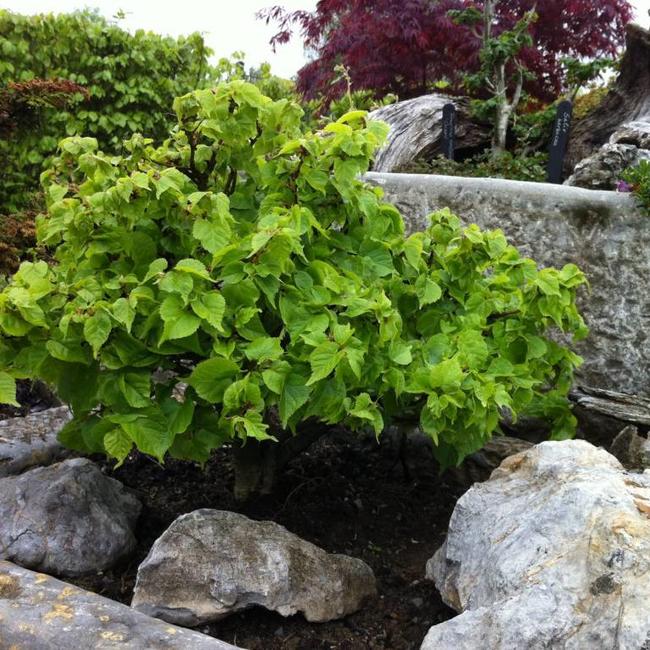 Tilia cordata 'Komsta'