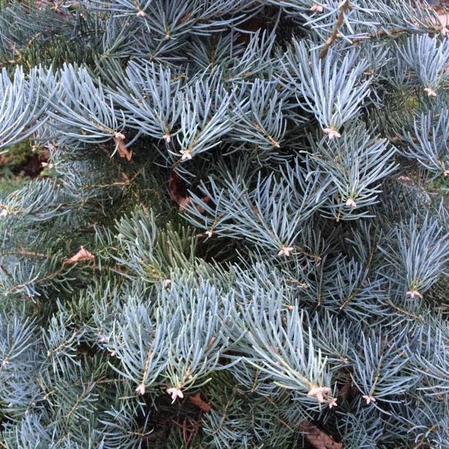 Abies concolor 'Archer's Dwarf'