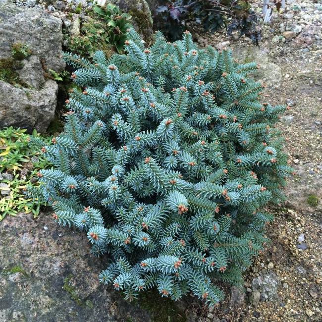 Abies pinsapo 'Horstmann'