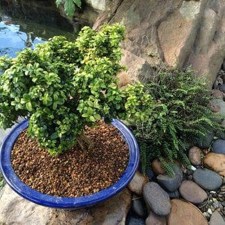 Buxus microphylla 'Compacta'