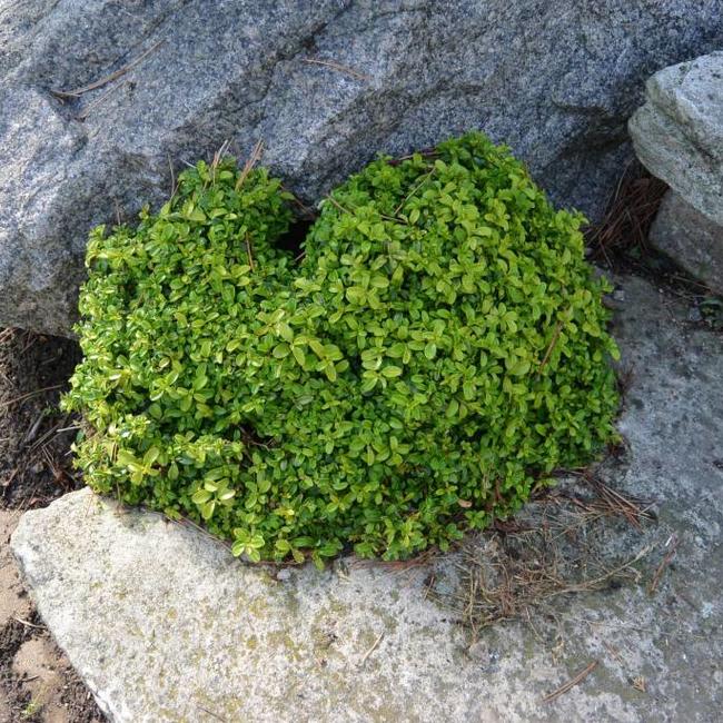 Buxus microphylla 'Compacta'