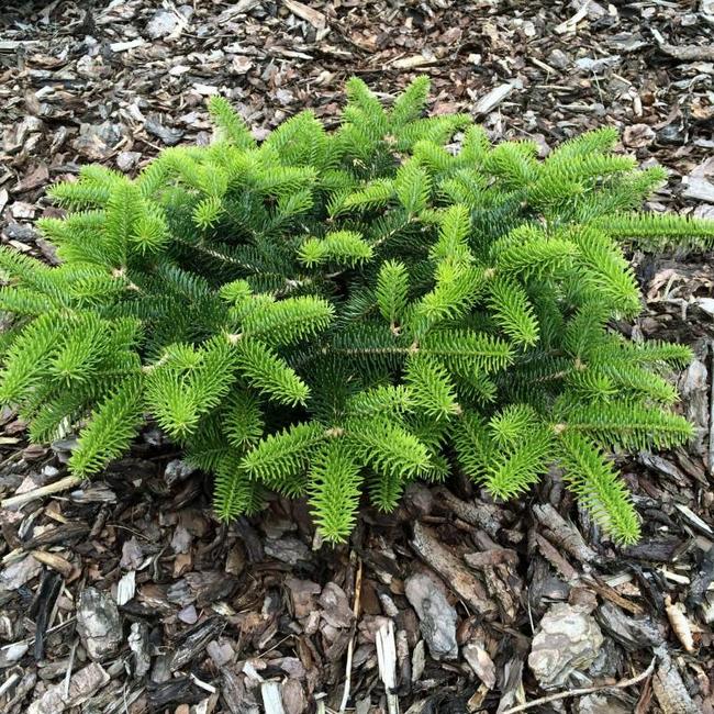 Abies cephalonica 'Meyer's Dwarf'