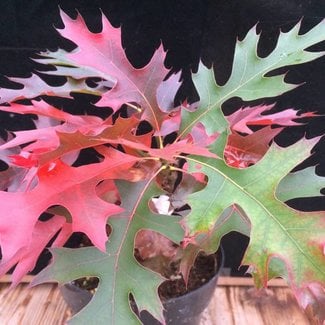 Quercus palustris 'Swamp Pygmy'