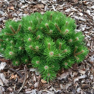 Pinus nigra 'Nana'