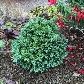 Chamaecyparis lawsoniana 'Rimpelaar'