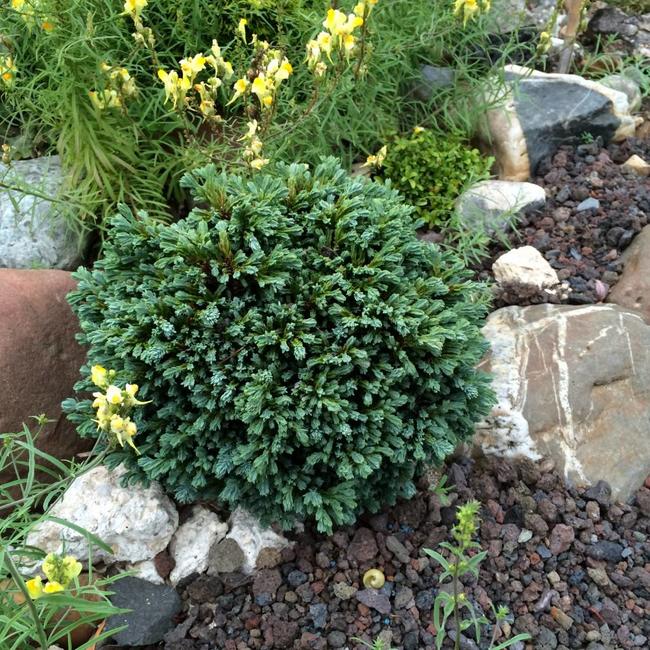 Chamaecyparis lawsoniana 'Rimpelaar'