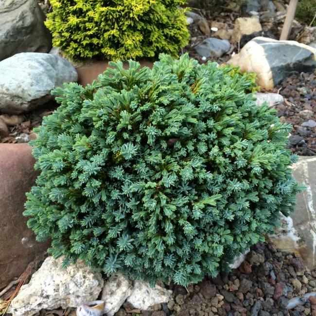 Chamaecyparis lawsoniana 'Rimpelaar'