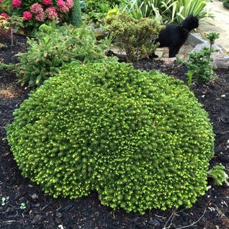 Picea orientalis 'Professor Langner'