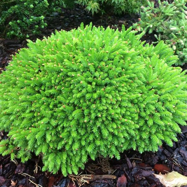 Picea orientalis 'Professor Langner'
