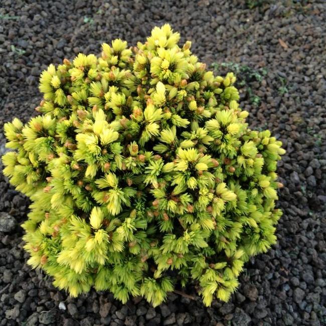 Picea glauca 'Jalako Gold'
