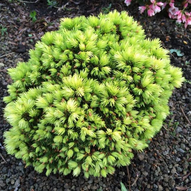 Picea glauca 'Jalako Gold'