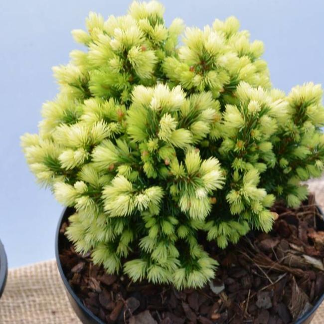Picea glauca 'Jalako Gold'